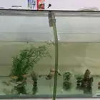 حوض سمك مع اسماك