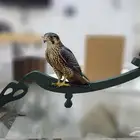 اسماء ثري دي