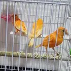 كناري تغريد على الشرط