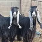 للبيع عنزين طيبات عوارض