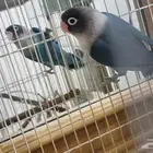 زوج فيشار