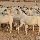 ماعز بيشيات صنف فاخر