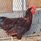 دجاج تركي