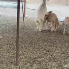 أعرض لكم رخل حرش طيب بالحيل عل ضرب