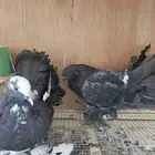حمام زوج رقاصي امريكي