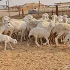 غنم حريات متابيع ضان طيبه