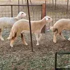 رخال حريه 14