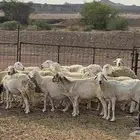 15 رأس من الضأن