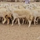 رخال حريات حرش صنف فاخر