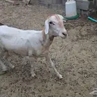 بربرية بيضاء صفراء
