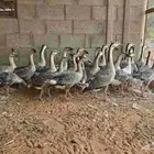 وز عراقي كوبرا بيور شبب