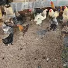 دجاج براهما