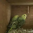 فروخ بادجي