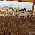 معزاا جفار بيشية وجنوبية