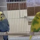 عصافير الباجي