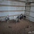 عشاق الدجاج الموالي