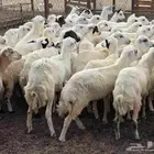 رخال سمان