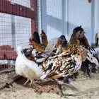للبيع دجاج حباحب