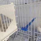 كناري للبيع خميس مشيط