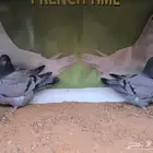 للبيع فروخ حمام فرش مندين