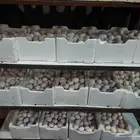 بيض بلدي مخصب جميع الاوان