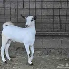 تيس بيشي