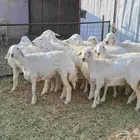 ارخال حري مع الفحل