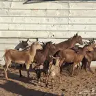 ماعز دهم فاخره العدد 12