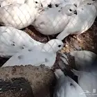 سمان بوب وايت الامريكي ابيض وابرق