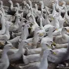 بط بكيني فرنساوي ماشاء الله للقاني