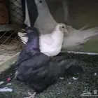 للبيع فروخ حمام فرش