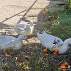 بط بكيني ( تم البيع )