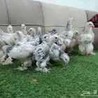 صوص براهما مستوى فاخر عرض خاص