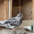 حمام قطايف الخرج