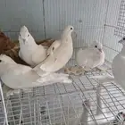 طيور صنعاوي