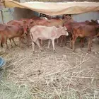 النوع خبيش للبيع