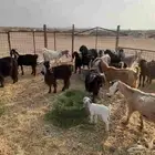 معزا مواليد ومضاريع