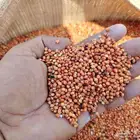 حب احمر لبيع