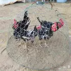 ديك   ديكة بلدي ماكنتوش اسود
