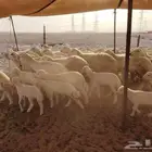 غنم مراح واحد غنم ماشاء الله تبارك الله العدد 41 معها 11