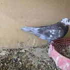 جوز قطايف منتج الخرج