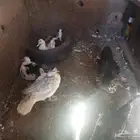 بط مصري للبيع الوحده على 60