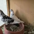 جوز قطايف الخرج