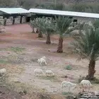 مزرعة للإيجار والاستثمار السنوي