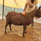 تيس مورسيانو اسباني