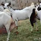 غنم للبيع