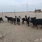 8 ماعز عوارض ب 500 ريال للراس جمله وسعر نهائي