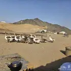 وز للبيع