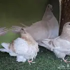 للبيع فروخ حمام فرش
