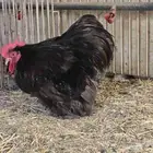 طقم دجاج كوشن بلو